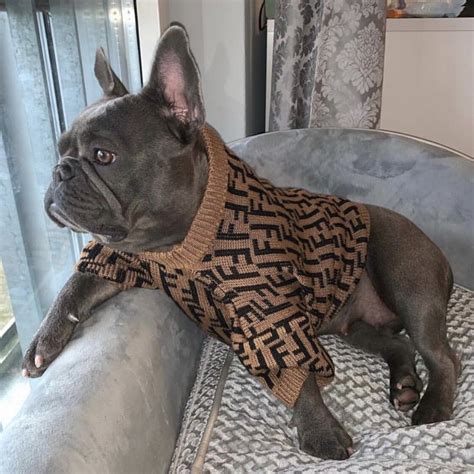 fendi sweater dog
